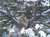 Utah and Colorado Cougar