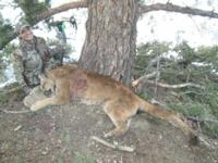 Utah and Colorado Cougar