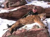 Utah and Colorado Cougar