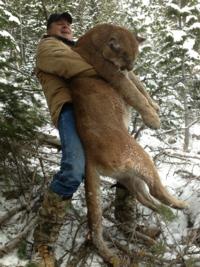 Utah and Colorado Cougar