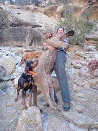 Utah and Colorado Cougar