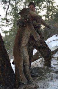 Utah and Colorado Cougar