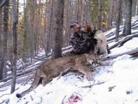 Utah and Colorado Cougar