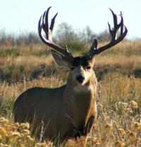 Colorado Mule Deer | West Central