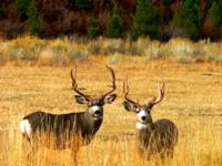 Colorado Mule Deer | West Central