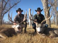 Montana Mule Deer