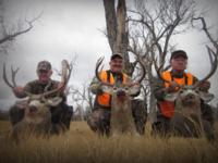 Montana Mule Deer