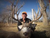 Montana Mule Deer