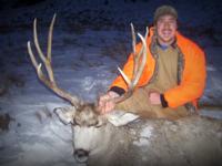 Montana Mule Deer