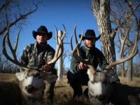 Montana Mule Deer