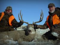 Montana Mule Deer