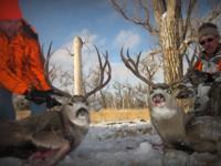 Montana Mule Deer