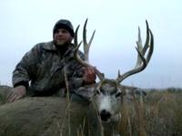 Nebraska Mule Deer