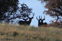 New Mexico Mule Deer