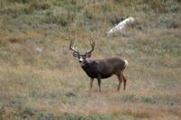 New Mexico Mule Deer