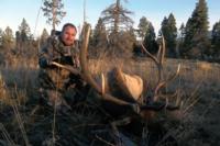 New Mexico Mule Deer