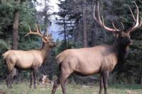 New Mexico Mule Deer