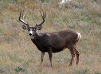 New Mexico Mule Deer