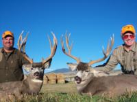 Wyoming Mule Deer | Southcentral Wyoming