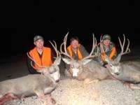 Wyoming Mule Deer | North Central Wyoming