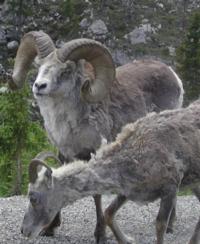 British Columbia Stone Sheep