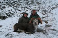 British Columbia Stone Sheep