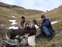 British Columbia Stone Sheep