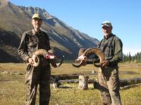 British Columbia Stone Sheep