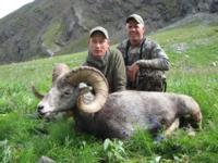 British Columbia Stone Sheep