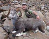 British Columbia Stone Sheep