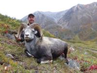 British Columbia Stone Sheep