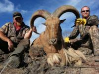 Free Range Texas Aoudad Sheep