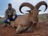 Free Range Texas Aoudad Sheep