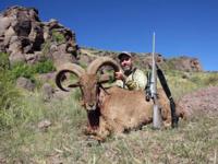 Free Range Texas Aoudad Sheep