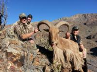 Free Range Texas Aoudad Sheep