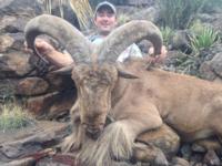 Free Range Texas Aoudad Sheep