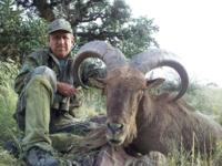 Free Range Texas Aoudad Sheep