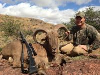 Free Range Texas Aoudad Sheep