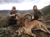 Free Range Texas Aoudad Sheep