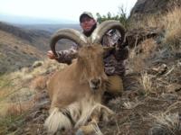 Free Range Texas Aoudad Sheep