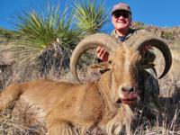 Free Range Texas Aoudad Sheep