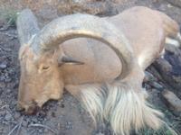 Free Range Texas Aoudad Sheep