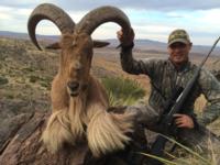 Free Range Texas Aoudad Sheep