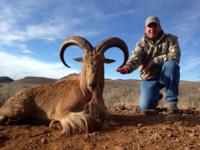 Free Range Texas Aoudad Sheep