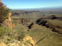 Free Range Texas Aoudad Sheep