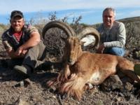 Free Range Texas Aoudad Sheep