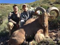 Free Range Texas Aoudad Sheep