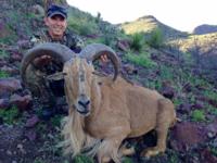 Free Range Texas Aoudad Sheep