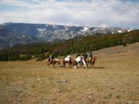 Wyoming Bighorn Sheep | Area 5 & 10