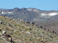 Wyoming Bighorn Sheep | Area 5 & 10